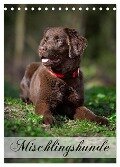 Mischlingshunde (Tischkalender 2024 DIN A5 hoch), CALVENDO Monatskalender - Nicole Noack
