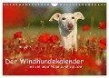 Der Windhundekalender (Wandkalender 2024 DIN A4 quer), CALVENDO Monatskalender - Kathrin Köntopp