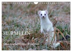 Hermelin - das wieselflinke Raubtier (Wandkalender 2026 DIN A4 quer), CALVENDO Monatskalender - Günter Bachmeier
