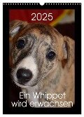 Ein Whippet wird erwachsen (Wandkalender 2025 DIN A3 hoch), CALVENDO Monatskalender - Ula Redl