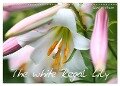 The white Regal Lily (Wall Calendar 2024 DIN A3 landscape), CALVENDO 12 Month Wall Calendar - Gisela Kruse