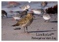 Limikolen Watvögel auf dem Zug (Wandkalender 2024 DIN A3 quer), CALVENDO Monatskalender - Winfried Erlwein