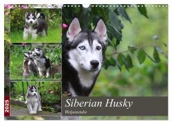 Siberian Husky - Welpenstube (Wandkalender 2025 DIN A3 quer), CALVENDO Monatskalender - Barbara Mielewczyk