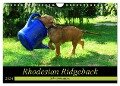 Rhodesian Ridgeback - Schnappschüsse - (Wandkalender 2024 DIN A4 quer), CALVENDO Monatskalender - Dagmar Behrens