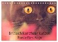 Britisch Kurzhaar Katzen - Poesie fürs Auge (Tischkalender 2024 DIN A5 quer), CALVENDO Monatskalender - Janina Bürger Wabi-Sabi Tierfotografie