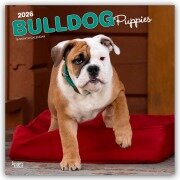 Cover-Bild zum Titel 'Bulldog Puppies - Bulldogge Welpen 2026 - 16-Monatskalender' von 'Browntrout Publishers'