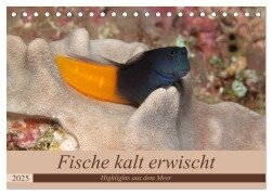 Sven Gruse taucht ab! Fische kalt erwischt (Tischkalender 2025 DIN A5 quer), CALVENDO Monatskalender - Sven Gruse