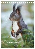 Eichhörnchen - zauberhafte Waldbewohner (Tischkalender 2025 DIN A5 hoch), CALVENDO Monatskalender - Angela Merk