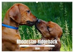 Rhodesian Ridgeback, Charmante Herzensbrecher (Wandkalender 2026 DIN A2 quer), CALVENDO Monatskalender - Dagmar Behrens