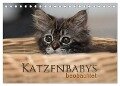 Katzenbabys beobachtet (Tischkalender 2024 DIN A5 quer), CALVENDO Monatskalender - Christiane Calmbacher