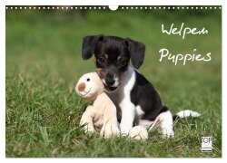 Cover-Bild zum Titel 'Welpen - Puppies (Wandkalender 2026 DIN A3 quer), CALVENDO Monatskalender' von 'Jeanette Hutfluss'