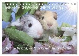 Meerschweinchen 2026 - bezaubernd, hinreißend, entzückend (Tischkalender 2026 DIN A5 quer), CALVENDO Monatskalender - Sabine Hampe-Neves