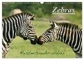 Zebras - Faszination der Wildnis (Wandkalender 2024 DIN A3 quer), CALVENDO Monatskalender - Nadine Haase