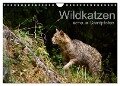 Wildkatzen - scheue Samtpfoten (Wandkalender 2024 DIN A4 quer), CALVENDO Monatskalender - Cloudtail The Snow Leopard
