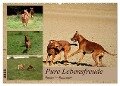 Rhodesian Ridgeback, Pure Lebensfreude (Wandkalender 2025 DIN A2 quer), CALVENDO Monatskalender - Dagmar Behrens
