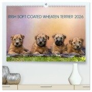 IRISH SOFT COATED WHEATEN TERRIER 2026 (hochwertiger Premium Wandkalender 2026 DIN A2 quer), Kunstdruck in Hochglanz - Annett Mirsberger Www. Tierpfoto. De
