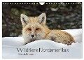Wildtiere Nordamerikas (Wandkalender 2024 DIN A4 quer), CALVENDO Monatskalender - Ursula Salzmann