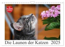 Die Launen der Katzen 2025 (Wandkalender 2025 DIN A4 quer), CALVENDO Monatskalender - Anna Kropf