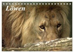 Löwen (Tischkalender 2026 DIN A5 quer), CALVENDO Monatskalender - Arno Klatt