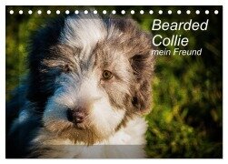 Bearded Collie, mein Freund (Tischkalender 2026 DIN A5 quer), CALVENDO Monatskalender - Ula Redl