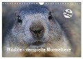 Wildlife - Verspielte Murmeltiere (Wandkalender 2024 DIN A4 quer), CALVENDO Monatskalender - Susan Michel CH