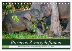 Borneos Zwergelefanten (Tischkalender 2025 DIN A5 quer), CALVENDO Monatskalender - Arne Wünsche