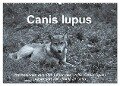 Canis lupus (Wandkalender 2024 DIN A2 quer), CALVENDO Monatskalender - Ursula Di Chito