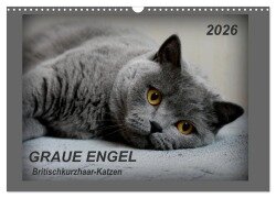 GRAUE ENGEL Britischkurzhaar-Katzen (Wandkalender 2026 DIN A3 quer), CALVENDO Monatskalender - Jacky-Fotos Jacky-Fotos