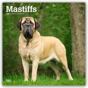 Cover-Bild zum Titel 'Mastiffs - Mastiff 2026 - 16-Monatskalender' von 'Browntrout Publishers'