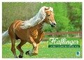 Haflinger: Die blonden Pferde von der Alm (Wandkalender 2024 DIN A2 quer), CALVENDO Monatskalender - Calvendo Calvendo