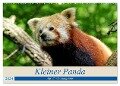 Kleiner Panda auf Entdeckungstour (Wandkalender 2024 DIN A2 quer), CALVENDO Monatskalender - Peter Hebgen