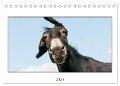 Esel Lebensfreude - Spaß mit Langohren (Tischkalender 2024 DIN A5 quer), CALVENDO Monatskalender - Meike Bölts