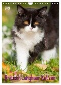 Britisch Langhaar Katzen (Wandkalender 2024 DIN A4 hoch), CALVENDO Monatskalender - Judith Dzierzawa
