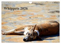 Whippet 2026 (Wandkalender 2026 DIN A4 quer), CALVENDO Monatskalender - Ula Redl
