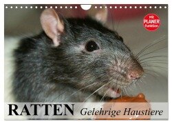 Ratten. Gelehrige Haustiere (Wandkalender 2025 DIN A4 quer), CALVENDO Monatskalender - Elisabeth Stanzer