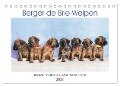 Berger de Brie - Welpen (Tischkalender 2024 DIN A5 quer), CALVENDO Monatskalender - Sonja Tessen