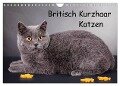 Britisch Kurzhaar Katzen (Wandkalender 2024 DIN A4 quer), CALVENDO Monatskalender - Gabriela Wejat-Zaretzke