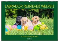 Labrador Retriever Welpen - Kleine Weltentdecker (Wandkalender 2025 DIN A2 quer), CALVENDO Monatskalender - Sigrid Starick