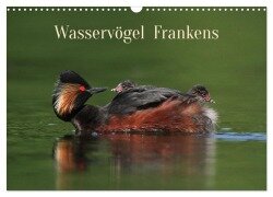 Wasservögel Frankens (Wandkalender 2025 DIN A3 quer), CALVENDO Monatskalender - Günter Bachmeier