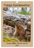 Putzige Alpenbewohner - Alpenmurmeltiere (Wandkalender 2024 DIN A4 hoch), CALVENDO Monatskalender - Ursula Di Chito