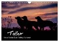 Toller - Nova Scotia Duck Tolling Retriever (Wandkalender 2024 DIN A4 quer), CALVENDO Monatskalender - Anna Auerbach