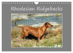 Rhodesian Ridgebacks (Wandkalender 2025 DIN A4 quer), CALVENDO Monatskalender - Anke van Wyk - www. germanpix. net