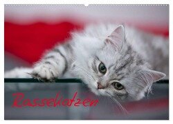 Rassekatzen (Wandkalender 2025 DIN A2 quer), CALVENDO Monatskalender - Melanie Viola