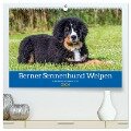 Berner Sennenhund Welpen - Bezaubernde Plüschbärchen (hochwertiger Premium Wandkalender 2024 DIN A2 quer), Kunstdruck in Hochglanz - Jana K. Fotografie