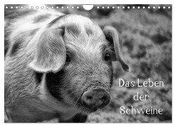 Das Leben der Schweine (Wandkalender 2025 DIN A4 quer), CALVENDO Monatskalender - Kattobello Kattobello