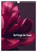 Die Königin der Rosen (Wandkalender 2024 DIN A4 hoch), CALVENDO Monatskalender - Susanne Stark Sugarsweet - Photo