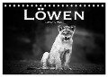 Löwen schwarz weiß (Tischkalender 2024 DIN A5 quer), CALVENDO Monatskalender - Robert Styppa