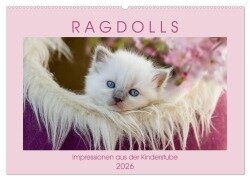 RAGDOLLS Impressionen aus der Kinderstube (Wandkalender 2026 DIN A2 quer), CALVENDO Monatskalender - Marion Reiß-Seibert