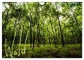 Wald (Wandkalender 2024 DIN A4 quer), CALVENDO Monatskalender - Frauke Gimpel