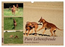 Rhodesian Ridgeback, Pure Lebensfreude (Wandkalender 2025 DIN A3 quer), CALVENDO Monatskalender - Dagmar Behrens
